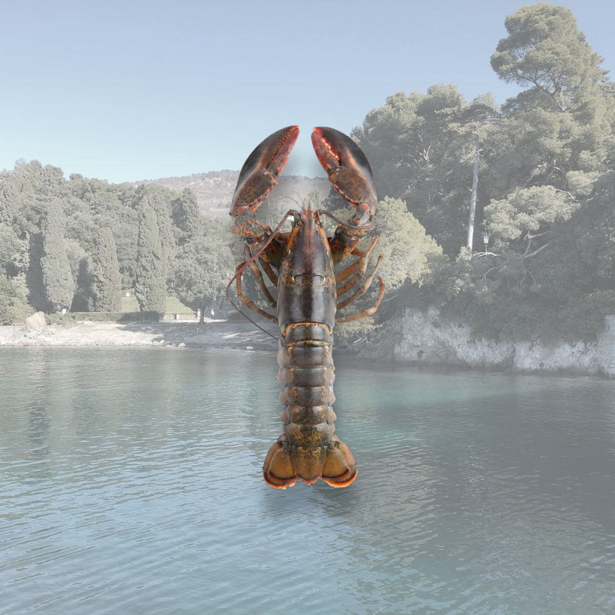 Homar și scoici congelate – colecția Crustacee și Scoici SeriosFood