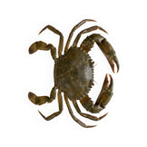 Crab Jumbo Soft Shell