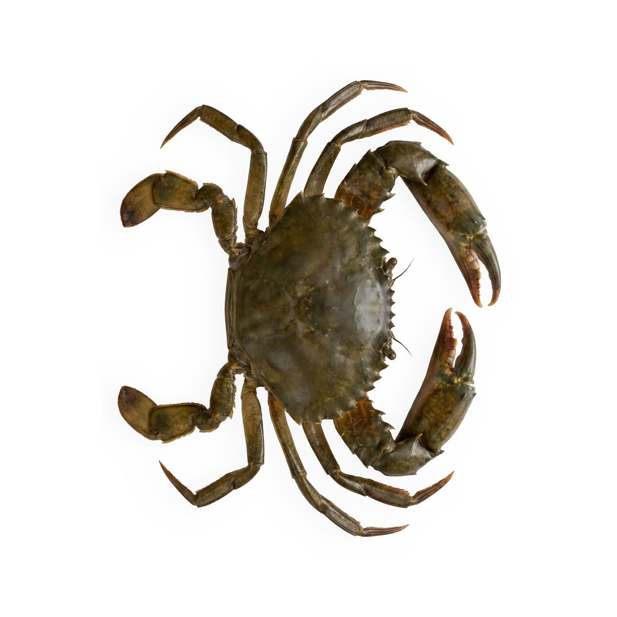 Crab Jumbo Soft Shell — hero