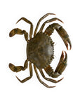 Crab Jumbo Soft Shell — hero
