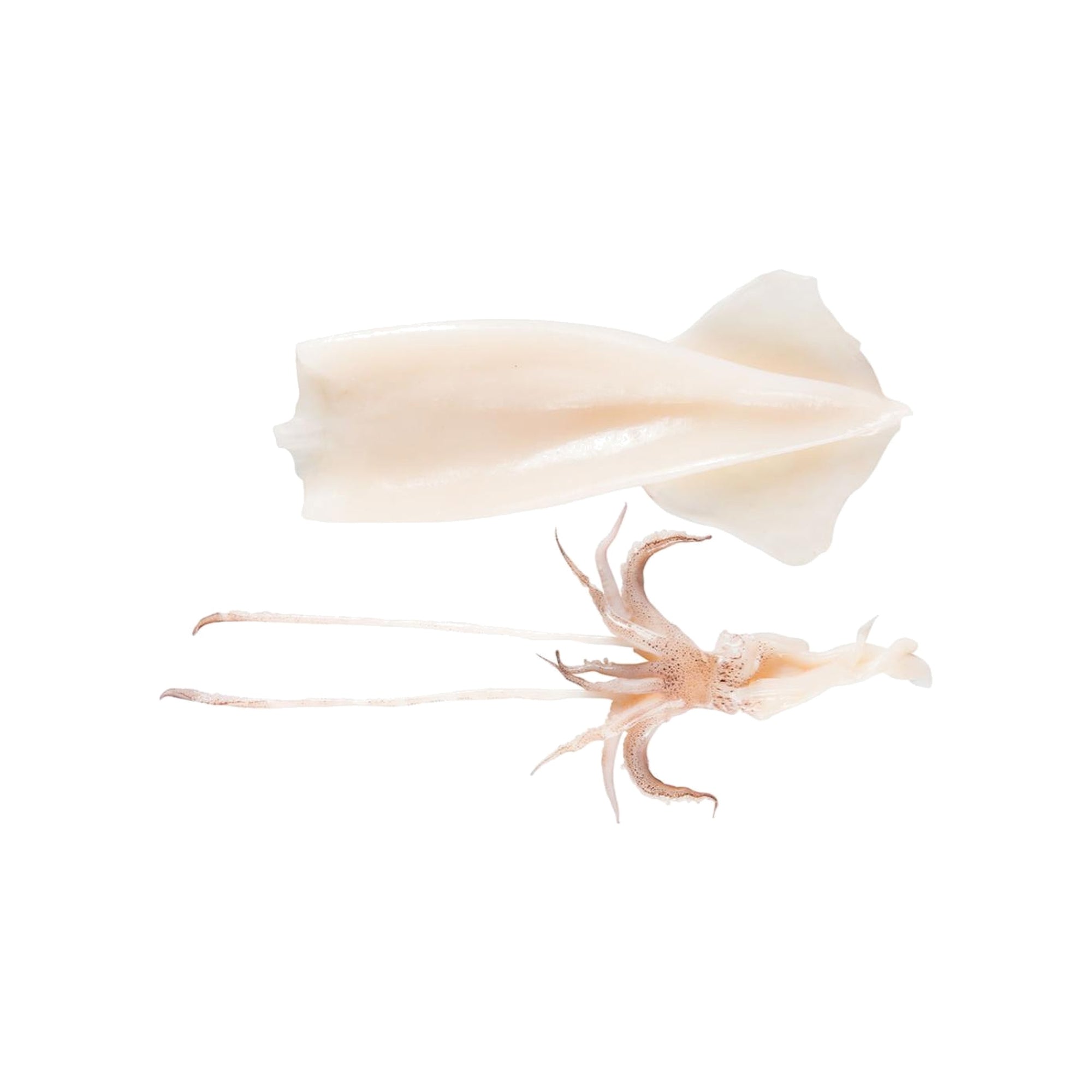 Calamar Patagonia curățat — mantle + tentacule separate
