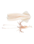 Calamar Patagonia curățat — mantle + tentacule separate